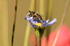 Eristalinus modestus