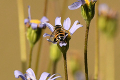 Eristalinus modestus