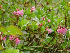 Rhododendron hirsutum