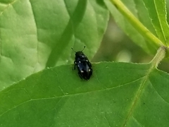 Glischrochilus siepmanni