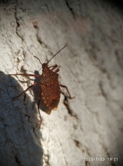 Apodiphus integriceps