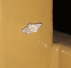 Elophila scitalis