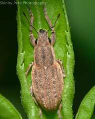 Tanymecus lacaena