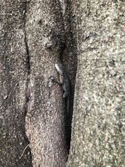 Tropidurus