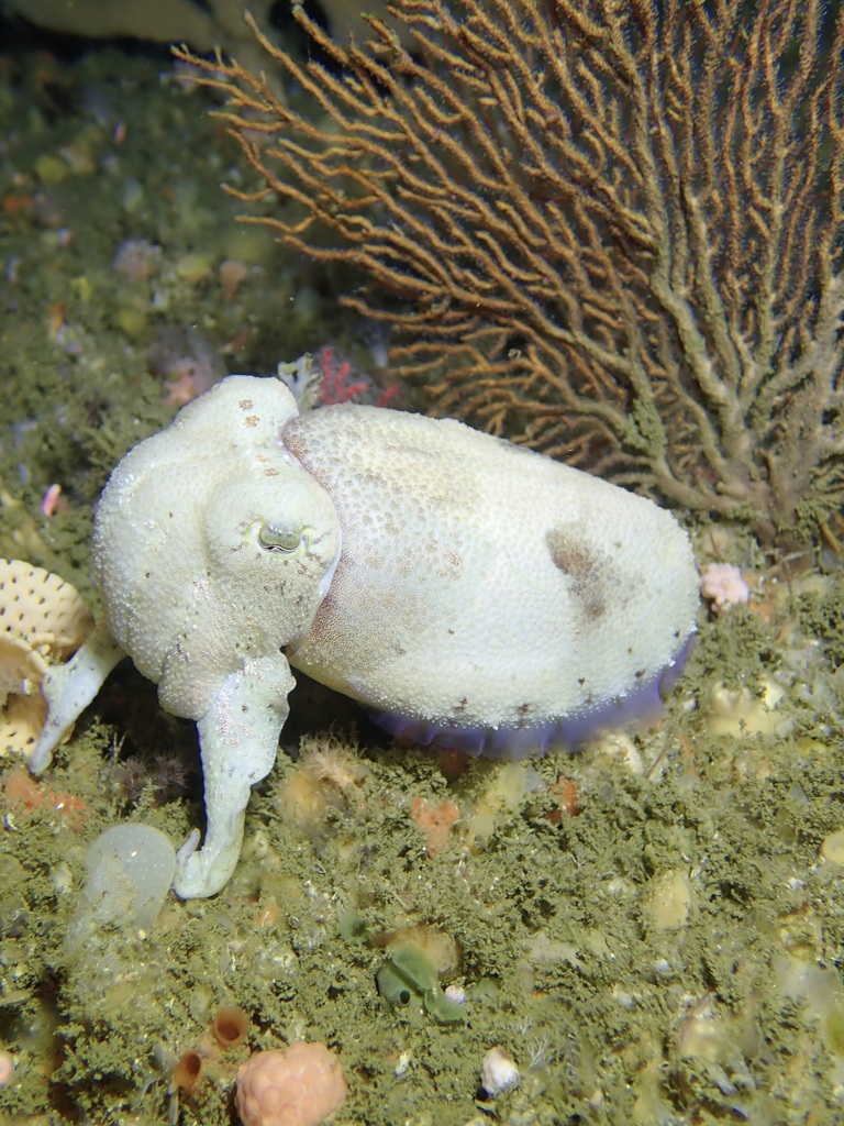 Hemisepius