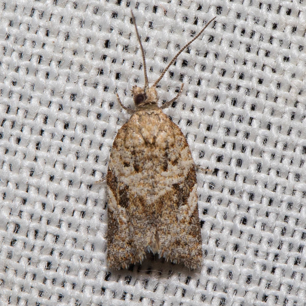 Argyrotaenia isolatissima