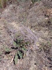Limonium platyphyllum