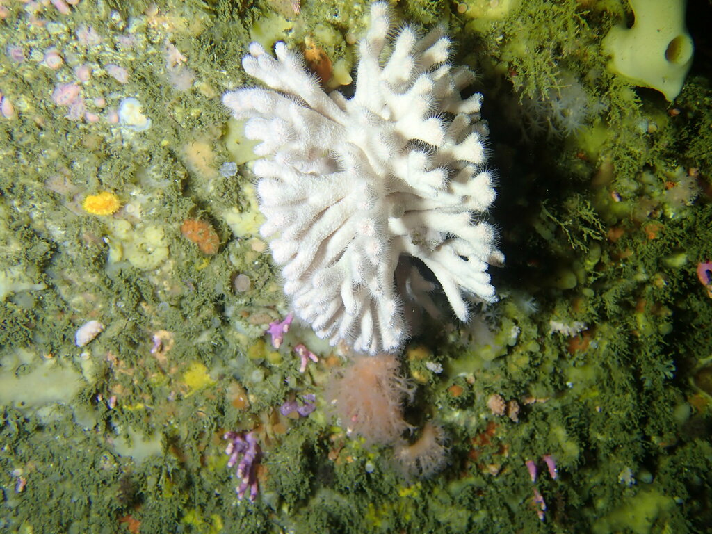 Inferiolabiata