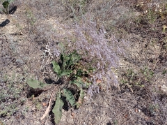 Limonium platyphyllum