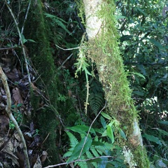 Oberonia arisanensis