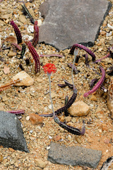 Kleinia stapeliiformis