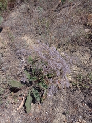 Limonium platyphyllum