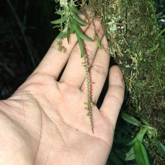 Oberonia arisanensis