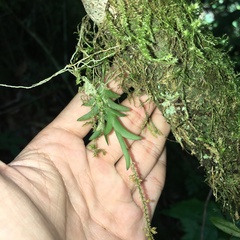 Oberonia arisanensis