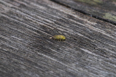 Rhinocola aceris