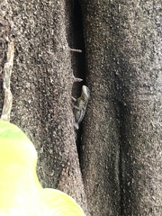 Tropidurus