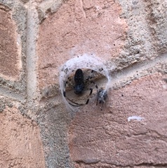 Nephilingis cruentata