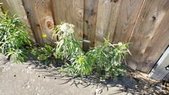 Asclepias fascicularis
