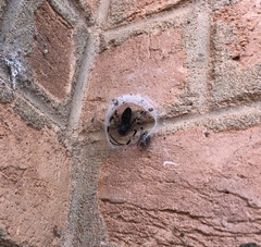Nephilingis cruentata