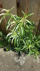 Asclepias fascicularis