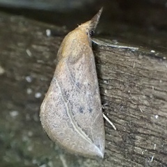 Phyprosopus callitrichoides