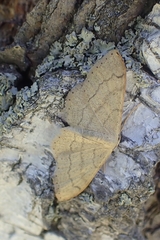 Idaea aversata