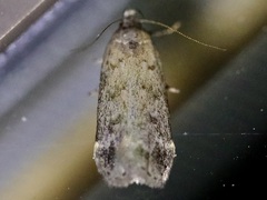 Anacampsis innocuella