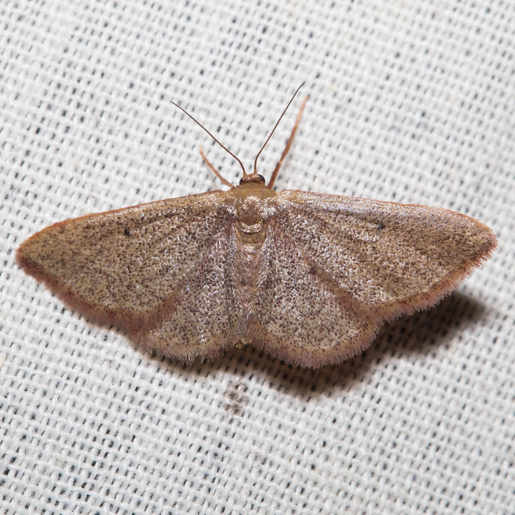 Straw Wave Moth