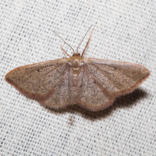 Idaea eremiata