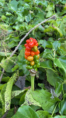 Arum maculatum