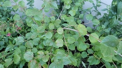 Viburnum ellipticum