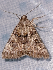 Catocala coniuncta