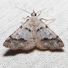 Hemeroplanis historialis