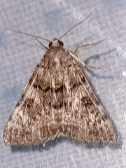 Catocala coniuncta