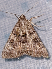 Catocala coniuncta