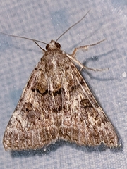 Catocala coniuncta