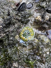 Anthopleura artemisia