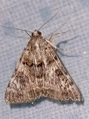 Catocala coniuncta