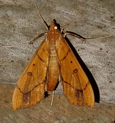 Anarmodia