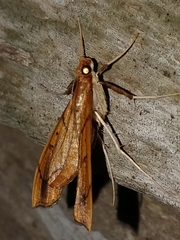 Anarmodia