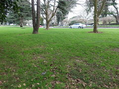 Platycercus eximius eximius