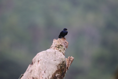 White-bibbed Swallow (Hirundo nigrita), photo 4