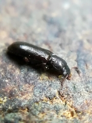 Lissodema cursor