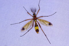 Ctenophora ornata