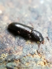 Lissodema cursor