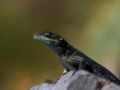 Sceloporus minor