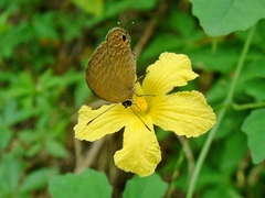 Jamides bochus formosanus