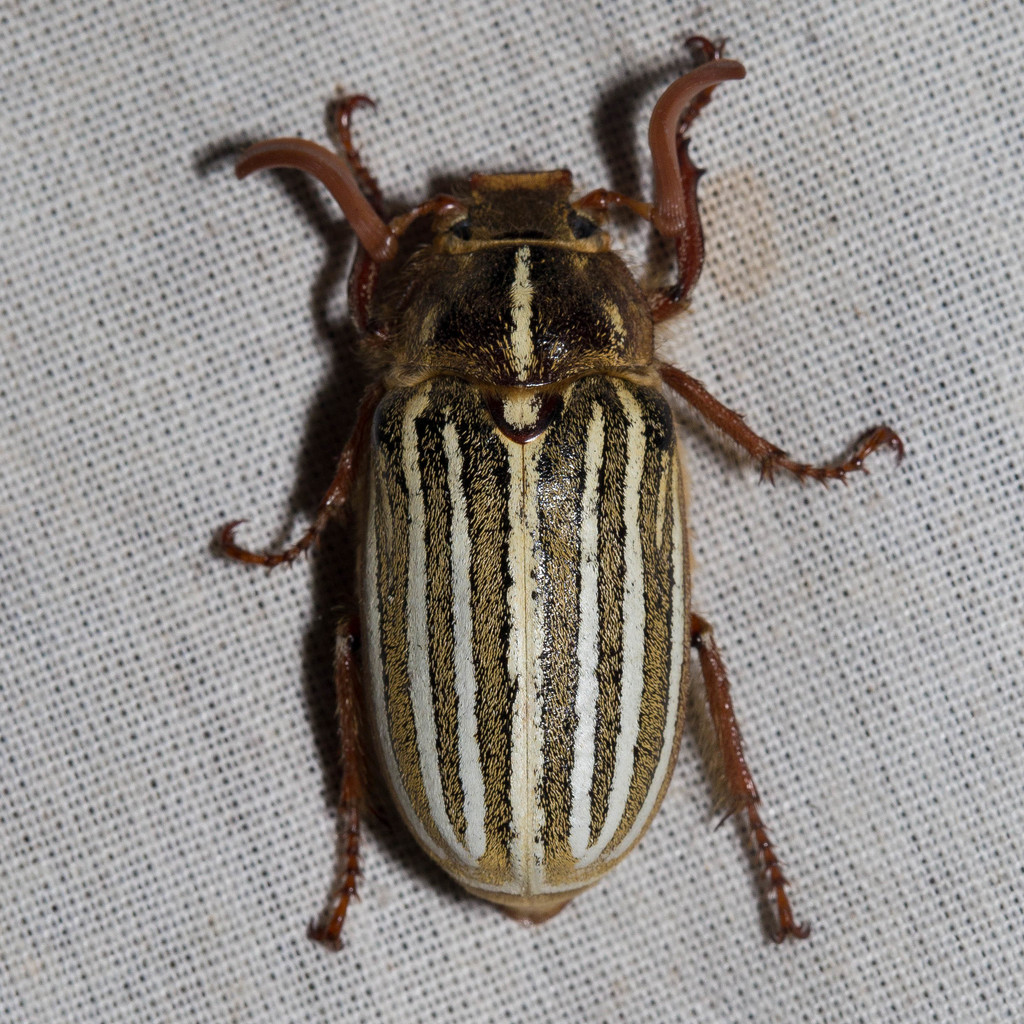 Polyphylla nigra