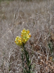 Linaria biebersteinii