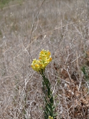 Linaria biebersteinii
